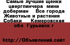 Самые лучшие щенки цвергпинчера (мини доберман) - Все города Животные и растения » Собаки   . Кемеровская обл.,Гурьевск г.